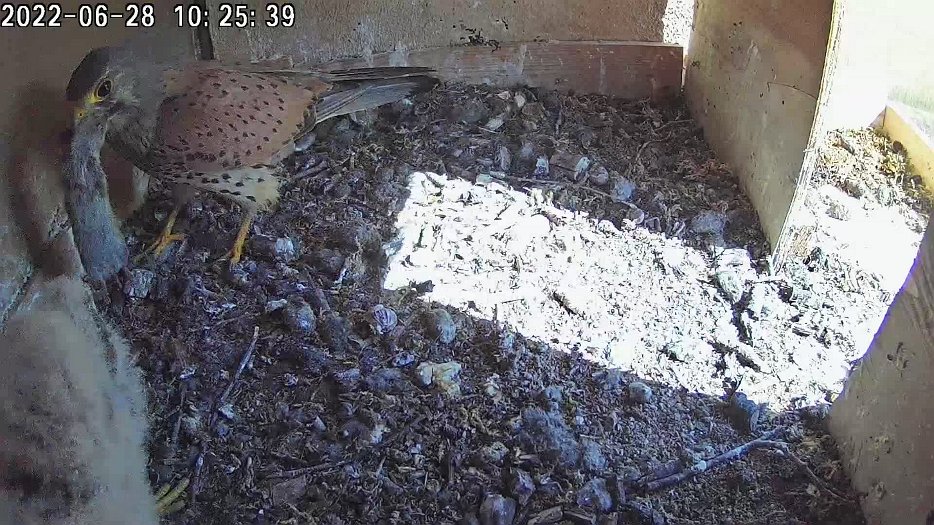 20220628 1025 102534 C100 video - 10h25 the male arrives with a mouse and leaves it as the chicks don't take it
