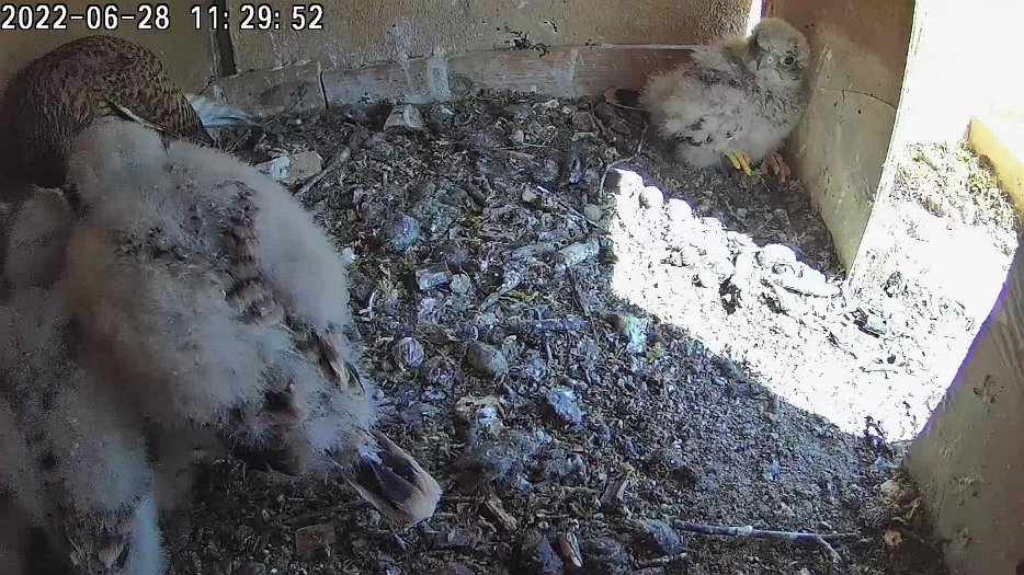 20220628 1129 112954 C100 video - 11h29 the female feeds the chicks