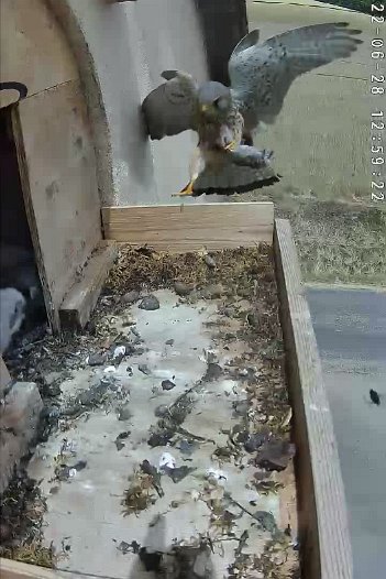 20220628 1259 125919 C310 video - 12h59 the male arrives with mouse
