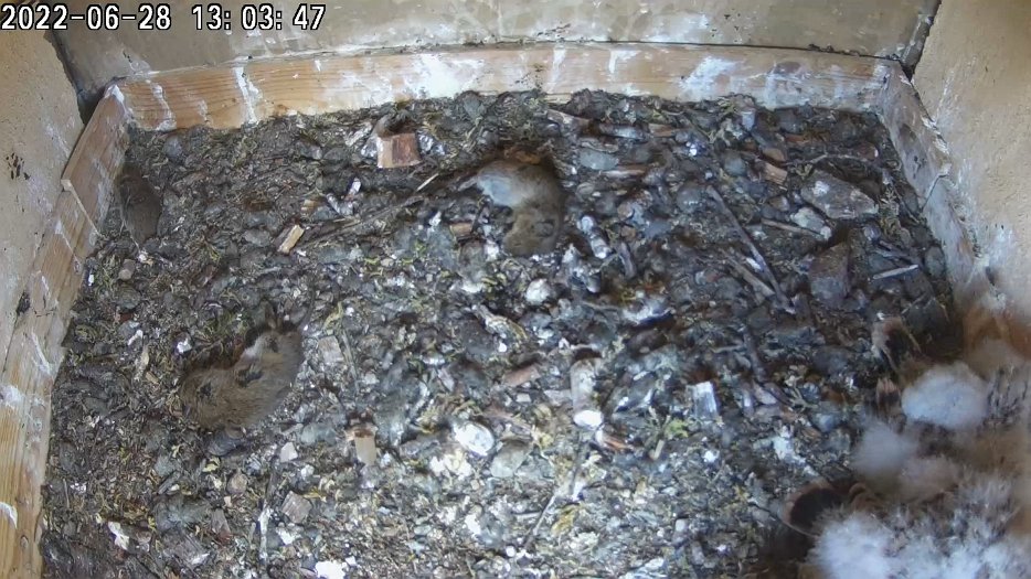 20220628 1308386057 C200 13h03 the young kestrels don't seem to be hungry