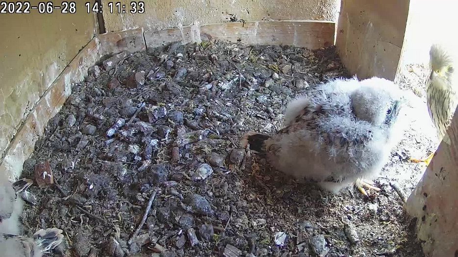 20220628 1411 141120 C100 video - 14h11 the female arrives with a mouse which one chick takes; the female finds a mouse to share