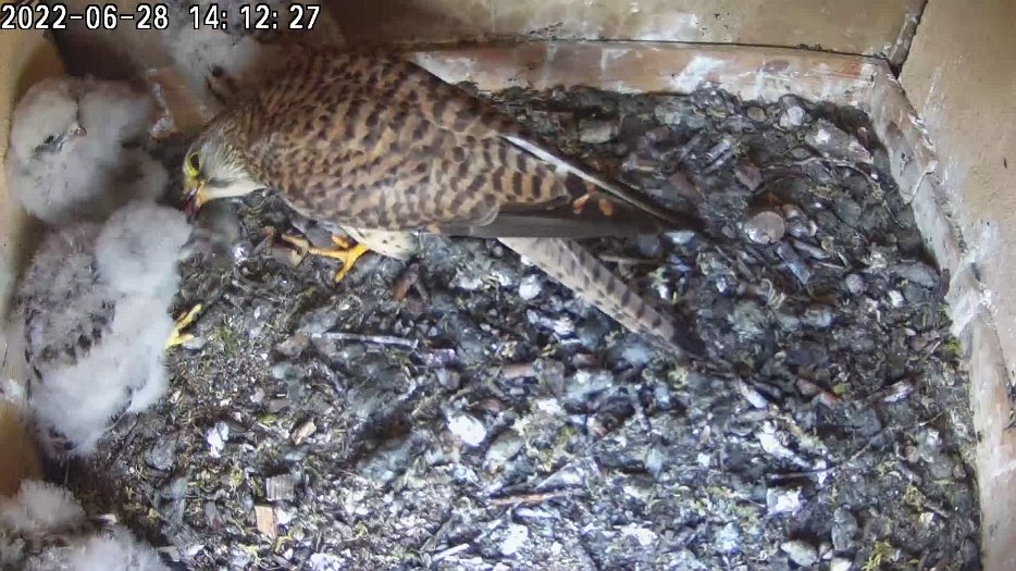 20220628 1411 141130 C200 video - 14h11 the female arrives with a mouse which one chick takes; the female finds a mouse to share
