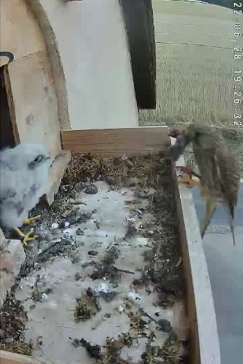 20220628 1926 192630 C310 video - 19h26 the female brings a vole which is grabbed