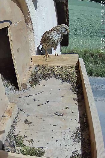 20220528 1122 112230 C310 video - 11h22 the female arrives and watches activity in the vegetable garden
