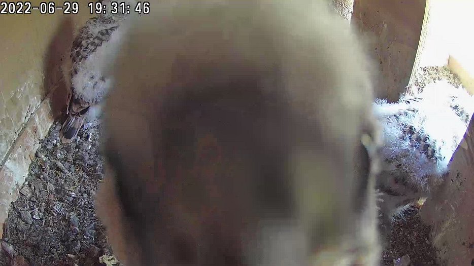 20220629 1931 193120 C100 video - 19h31 a chick attempts to headbutt the camera and leaves a deposit on the lens which blurs the image