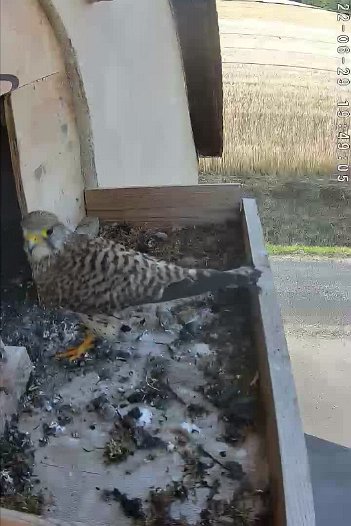 20220629 1949 194900 C310 video - 19h48 the female brings a mouse and goes into the nest