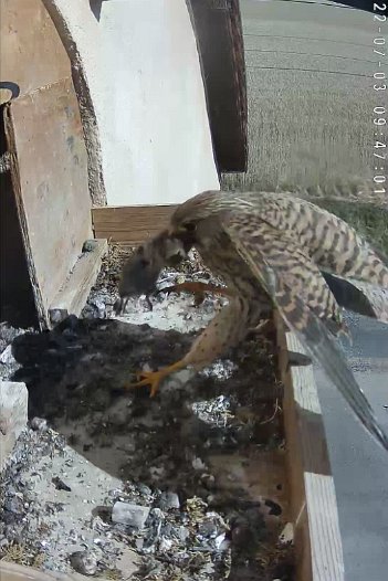 20220703 0946 094659 C310 video - 09h46 the female brings a mouse