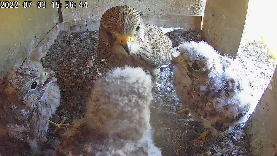 20220703 1556 155615 C100 video - 15h56 the female brings a vole and shares it between the chicks