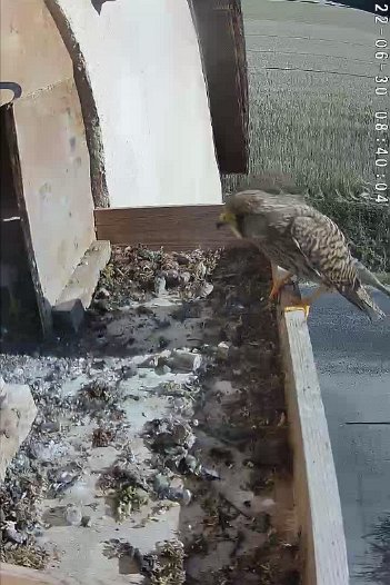 20220630 0839 083950 C310 video - 08h39 the female brings a mouse