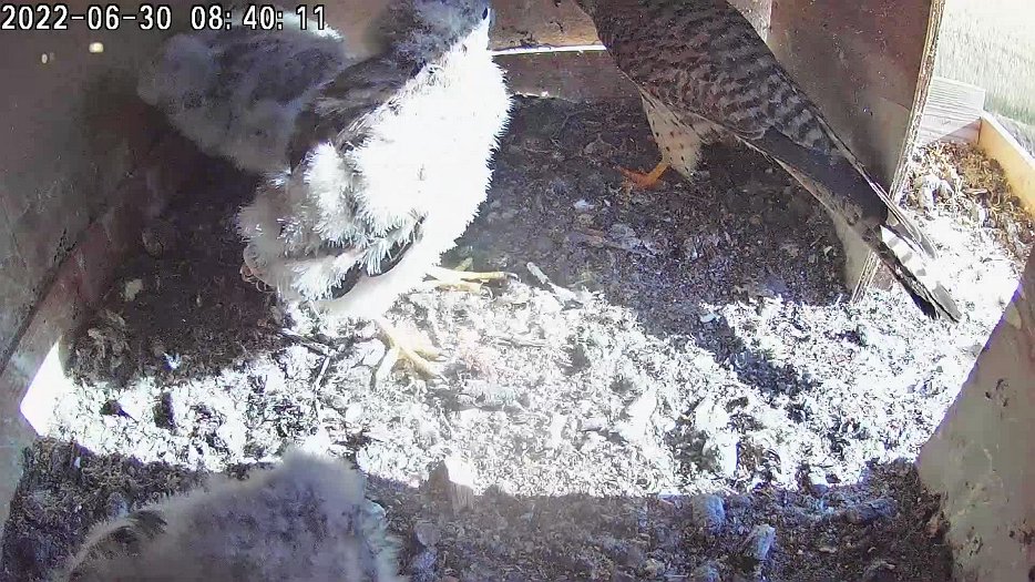 20220630 0840 084002 C100 video - 08h40 the female tries to share the mouse