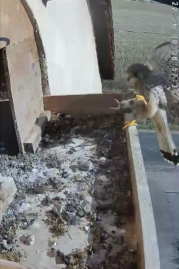 20220630 0857 085736 C310 video - 08h57 the male brings a mouse
