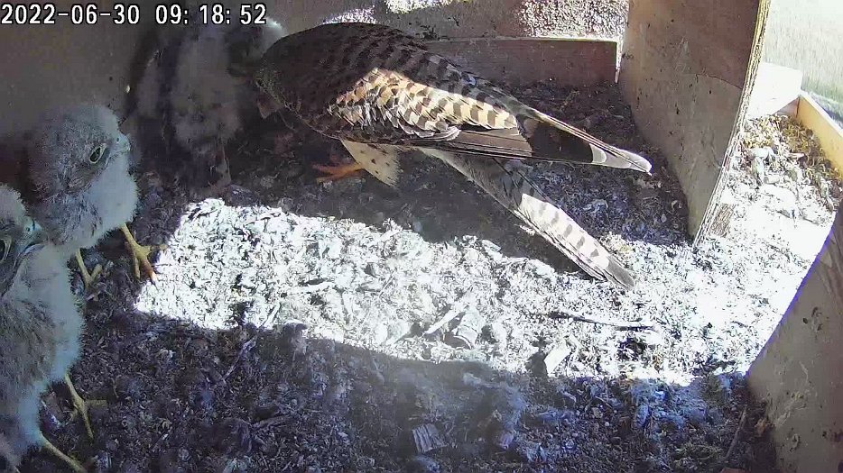 20220630 0918 091845 C100 video - 09h18 the female brings a mouse and tries to share it