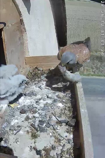 20220630 1143 114325 C310 video - 11h43 the male brings a mouse