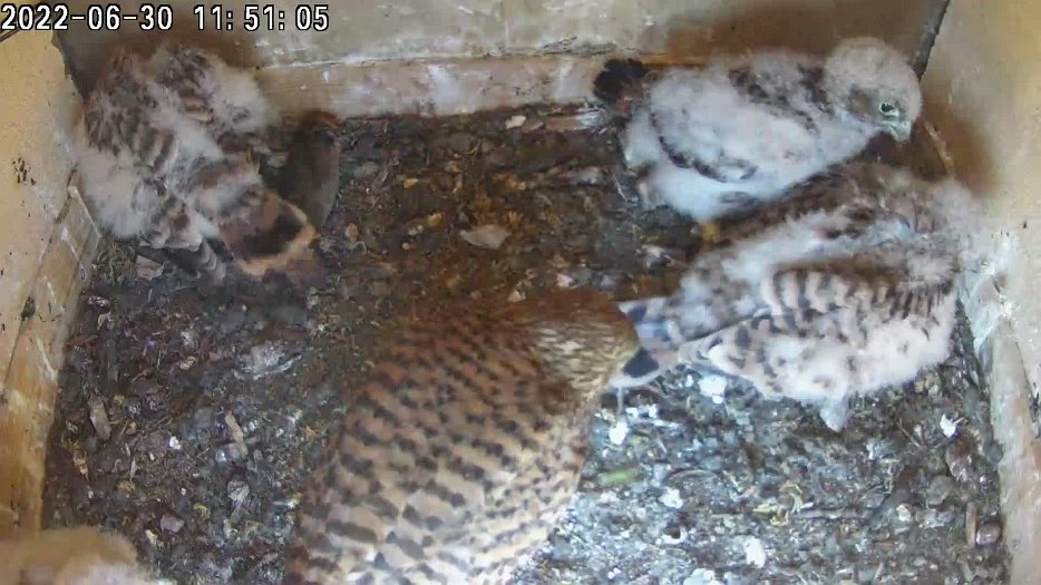 20220630 1150 115059 C200 video - 11h50 the female brings a lizard (?) which is grabbed; she the tries to feed the chicks with the mouse the male brought