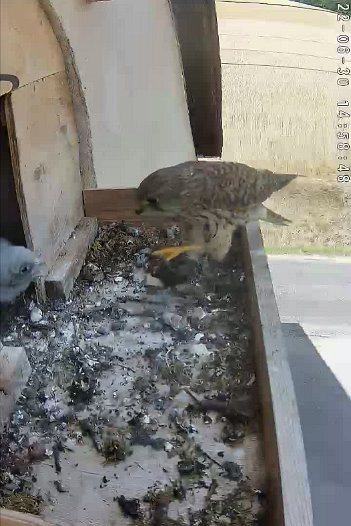 20220630 1458 145844 C310 video - 14h58 the female brings a mouse