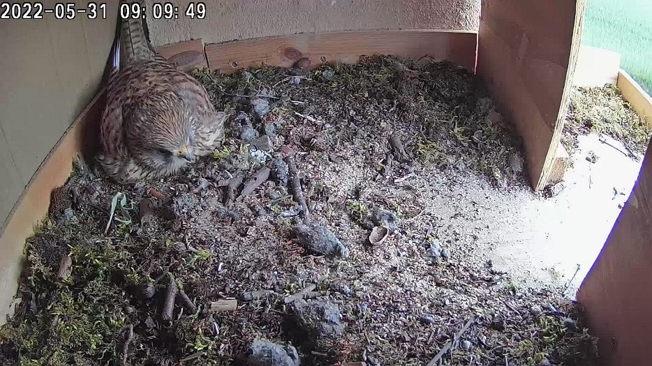 20220531 0909 090950 C100 video - 09h09 the male hasn't brought any food. Possibly the male calls? The female goes out to get food
