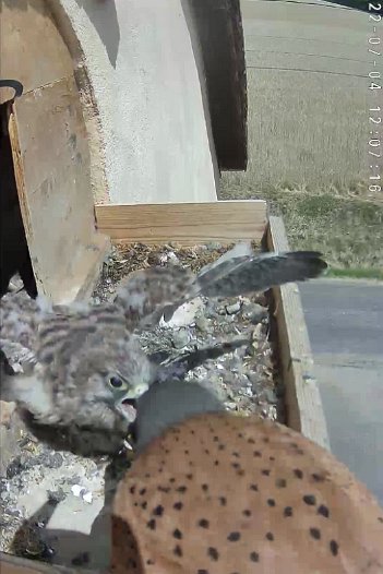 20220704 1207 120714 C310 video - 12h07 the male brings a mouse