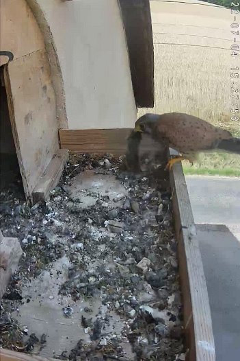 20220704 1527 152753 C310 video - 15h27 the male brings a mouse