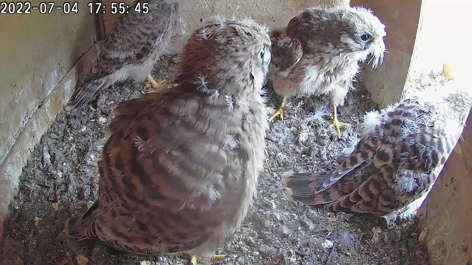20220704 1755 175525 C100 video - 17h55 the chicks wait for food, the femlae brings a vole which is grabbed and then the female enters the nest briefly