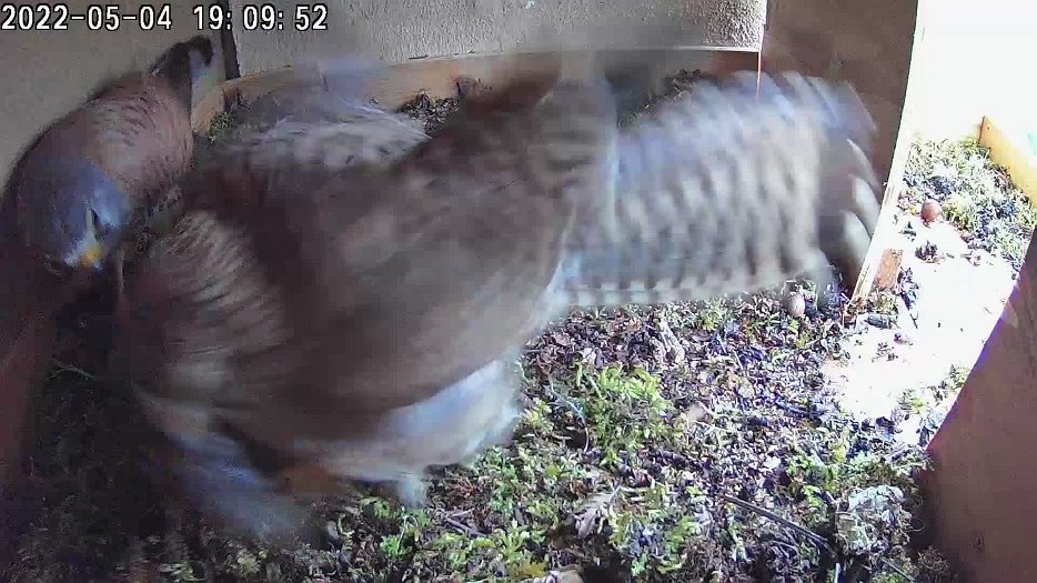 20220504 190920 C100 video - 19h09 female enters nest then departs before male arrives with a vole