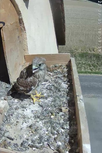 20220705 1059 105925 C310 video - 10h59 a chick waits hoping for food?