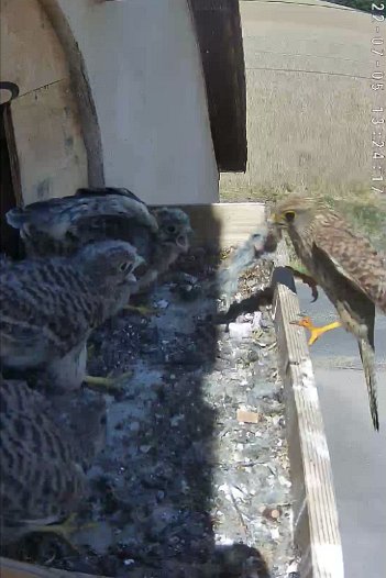 20220705 1324 132414 C310 video - 13h24 the female brings a mouse