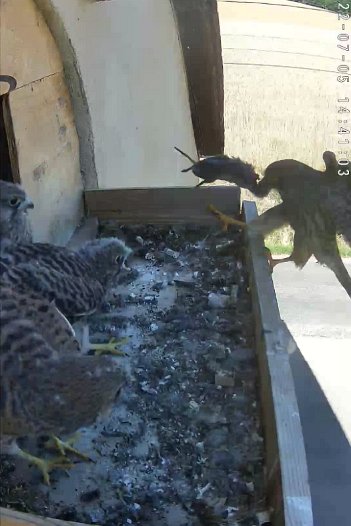 20220705 1441 144100 C310 video - 14h40 the female brings a mouse and enters the nest briefly