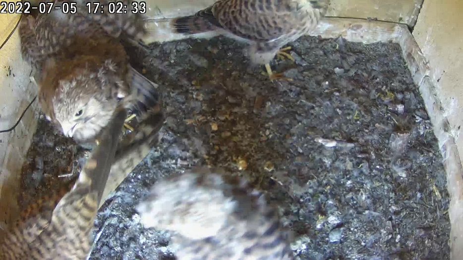 20220705 1702 170220 C200 video - 17h02 the female enters the nest briefly