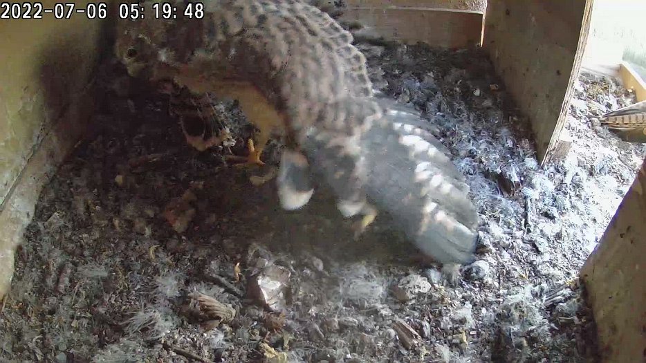 20220706 0519 051900 C100 video - 05h19 the chicks are awake and the female departs