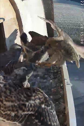 20220706 0654 065455 C310 video - 06h54 the female arrives with the first mouse of the day