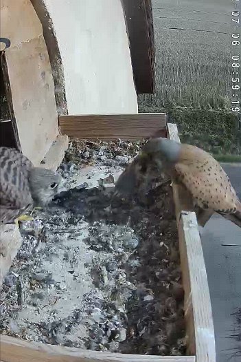 20220706 0859 085910 C310 video - 08h59 the male brings a mouse
