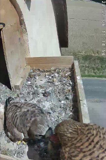 20220706 1114 111450 C310 video - 11h14 the female brings a mouse