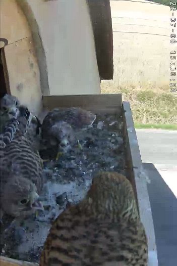 20220706 1500 150055 C310 video - 15h00 the female brings a mouse