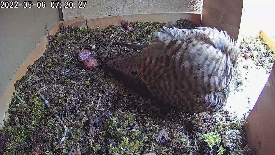 20220506 071940 C100 video - 07h20 female sits on eggs and calls out