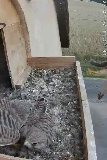 20220707 1452 145240 C310 video - 14h52 the female brings a mouse