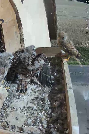 20220705 0907 090710 C310 video - 09h07 the female visits for the first time but without food