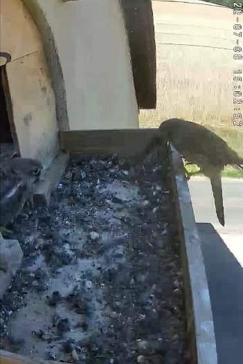 20220708 1502 150250 C310 video - 15h02 the female brings a mouse