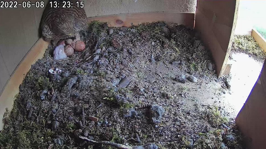 20220608 1323 132300 C100 video - 13h23 the second chick emerges and the female eats another egg shell