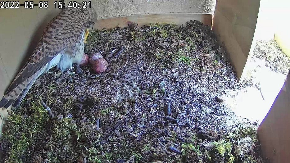 20220508 154002 C100 video - 15h40 the female settles down and seems to have started brooding?