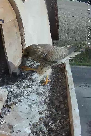 20220709 0856 085615 C310 video - 0856 the female brings a mouse