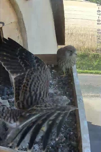 20220709 1908 190814 C310 video - 19h08 the female brings food which a chick grabs and flies off?