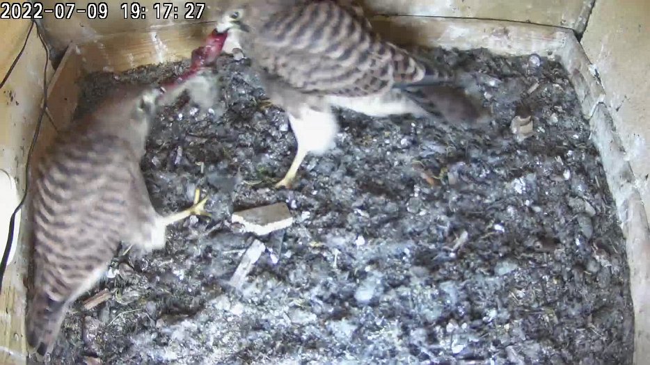 20220709 1917 191710 C200 video - 19h17 two chicks fight over food