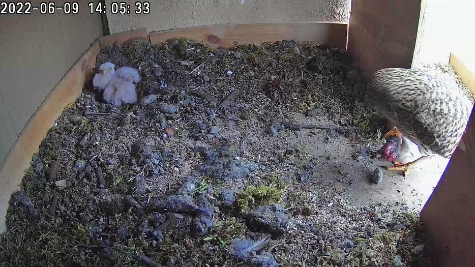 20220609 1405 140500 C100 video - 14h05 the female returns with a vole and feeds the chicks