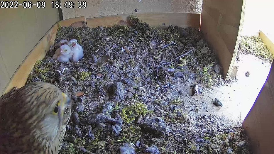20220609 1848 184830 C100 video - 18h48 the female feeds the chicks