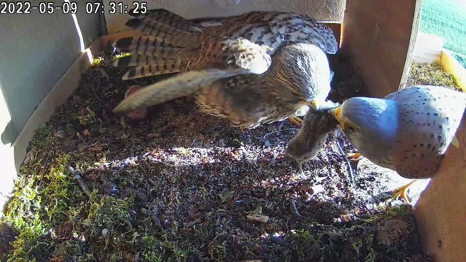 20220509 073120 C100 video - 07h31 the male brings food for the female