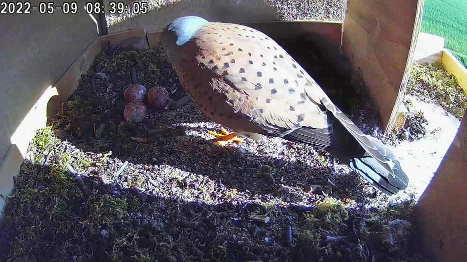 20220509 083903 C100 video - 08h39 the male arrives to sit on the eggs