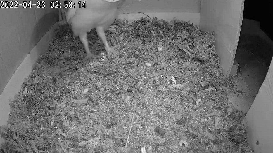 20220423 0257 015759 C100 video - 23april - barn owl visits in the night