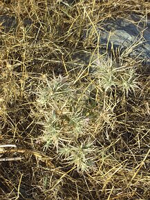 20070812_DSC03020_DSCV1