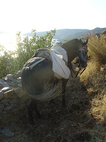 20070812_DSC03025_DSCV1