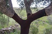cork oak, Portugal, Via Algarvina (GR13) between Alcontin and Alfonso Vincente : cork oak, Portugal, Via Algarvina (GR13) between Alcontin and Alfonso Vincente